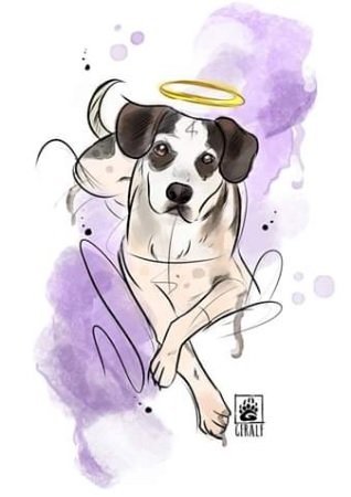 maus tratos boicote carrefour